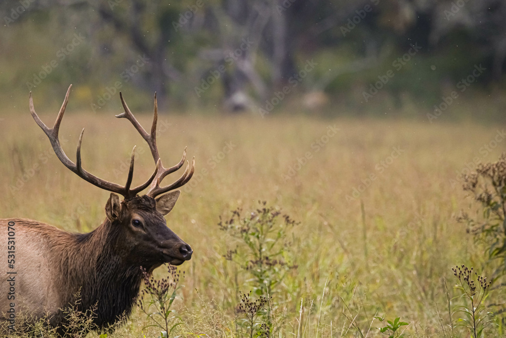Elk in Cataloochee, NC Sept 17, 2022 Elk in Cataloochee, NC Sept 17, 2022