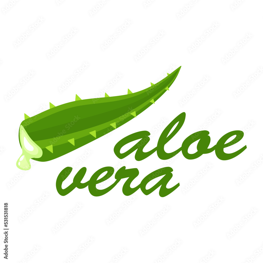Aloe Vera symbol. Design logo stalk Aloe vera. Colorful Isolated vector illustration. Aloe Vera symbol. Design logo stalk Aloe vera. Colorful Isolated vector illustration.