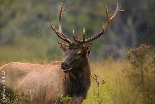 Photography Elk in Cataloochee, NC Sept 17, 2022