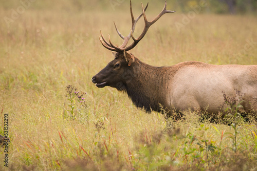 Elk in Cataloochee  NC Sept 17  2022