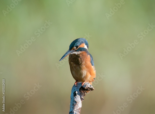 kingfisher on a branch