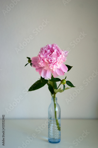 pink peony in vase on the table
