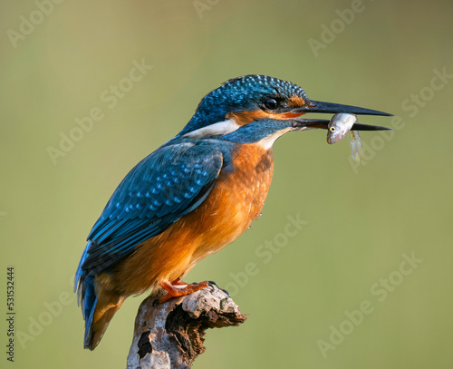 kingfisher on the branch