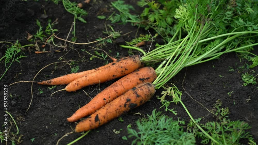 Woman farmer stacks carrots in a pile on the ground after harvest Woman farmer stacks carrots in a pile on the ground after harvest