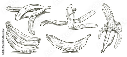 Set of bananas hand drawn sketch vector