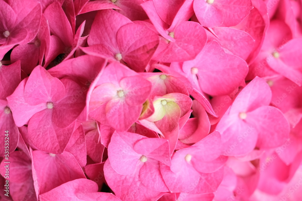 Close up of hydrangea. Ideal for promoting flower business. Selective focus. Beautiful flower. Close up of hydrangea. Ideal for promoting flower business. Selective focus. Beautiful flower.