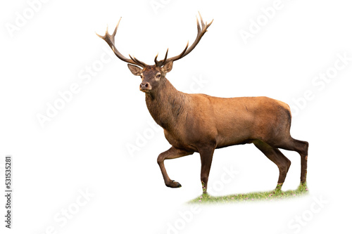 Red deer, cervus elaphus, stag walking on a meadow isolated on white background. Large European mammal with brown fur and big antlers moving from side view cut out on blank. © WildMedia