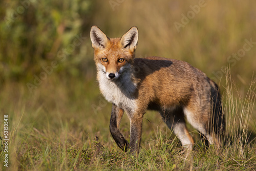 red fox, vulpes vulpes, looking into the camera on a meadow in autumn at sunset. Beast with intense look taking a step with bent leg among grass stems. Animal wildlife. © WildMedia