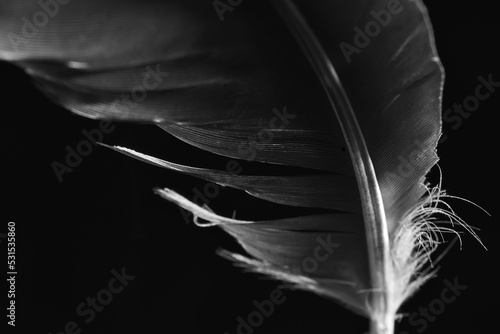 A bird's feather in macro closeup with a structure of details. Bird's feather elements isolated from background.