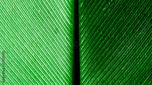 A bird s feather in macro closeup with a structure of details. Bird s feather elements isolated from background.