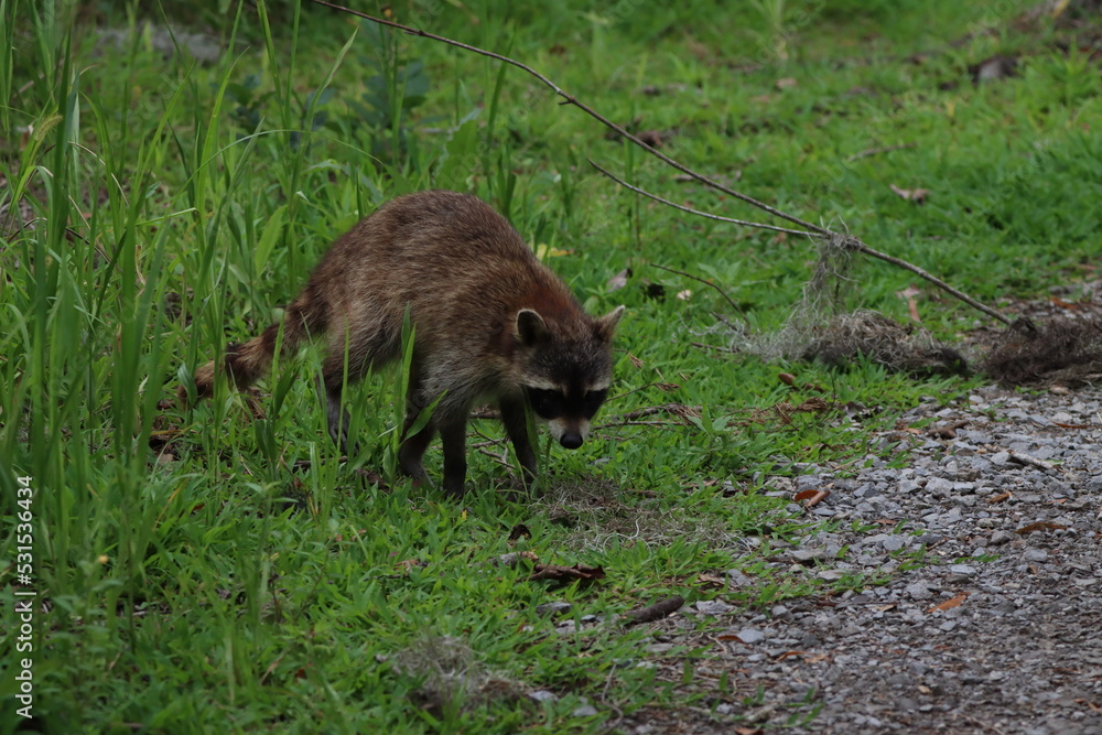 Raccoon Raccoon
