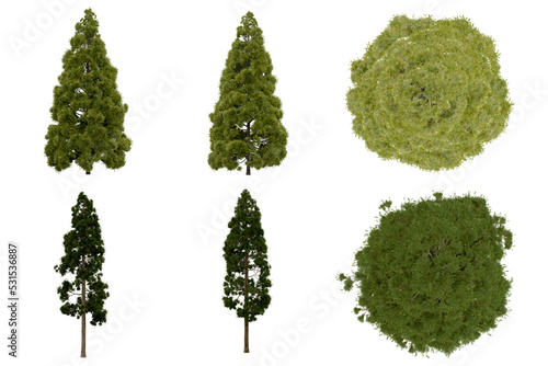 3d rendering of  Cryptomeria Japonica PNG vegetation tree for compositing or architectural use. No Backround. 