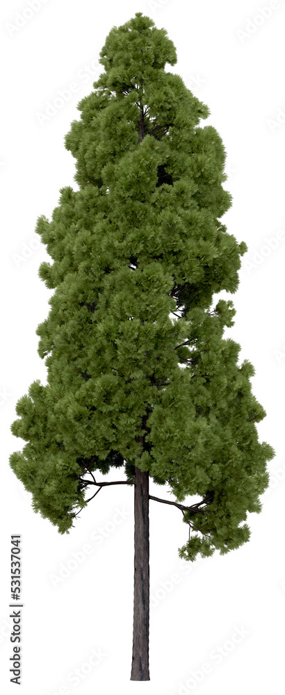Fototapeta premium 3d rendering of Cryptomeria Japonica PNG vegetation tree for compositing or architectural use. No Backround. 