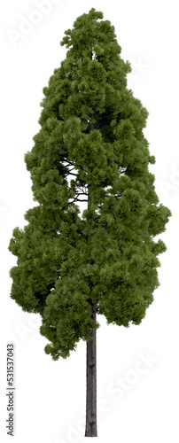 Fotografiet 3d rendering of  Cryptomeria Japonica PNG vegetation tree for compositing or architectural use
