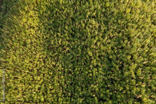 CBD hemp field, thickly planted stems of green industrial plants, top down aerial shot.
