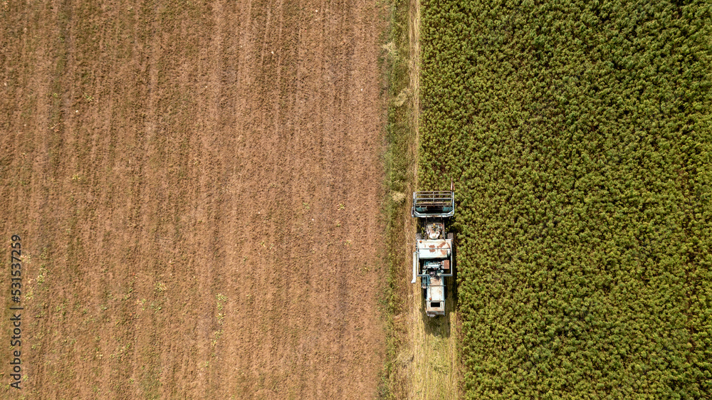 Obraz premium CBD hemp field, thickly planted stems of green industrial plants, top down aerial shot.