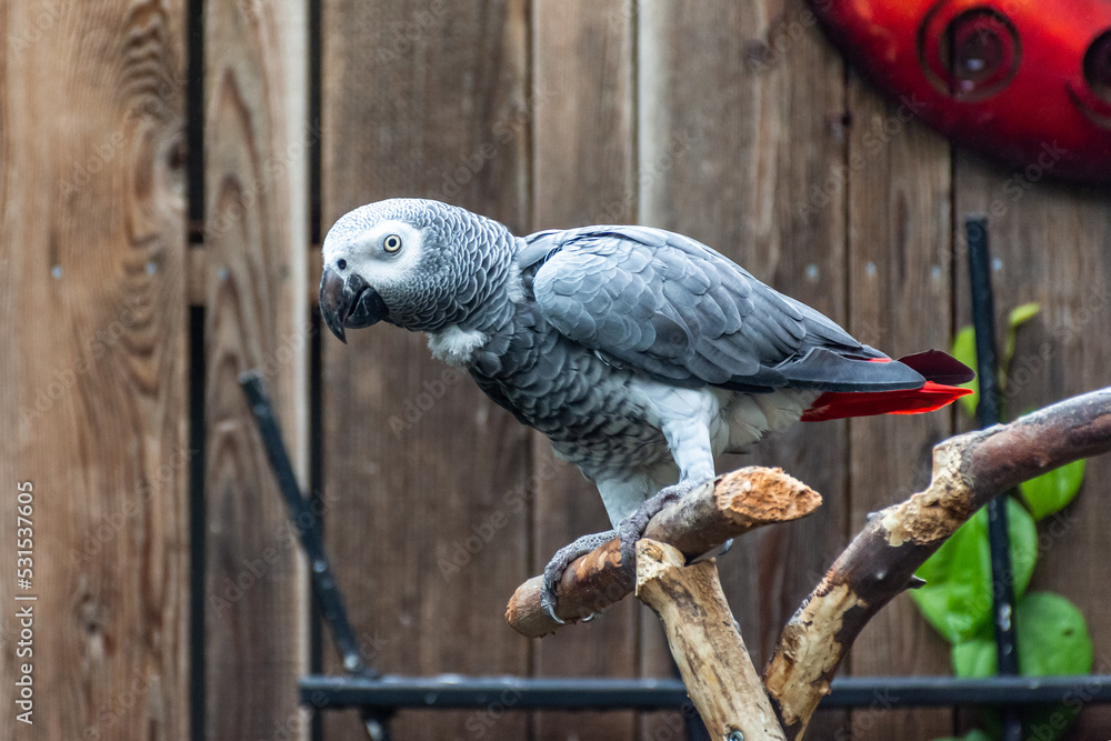 Obraz premium African grey parrot on a branch