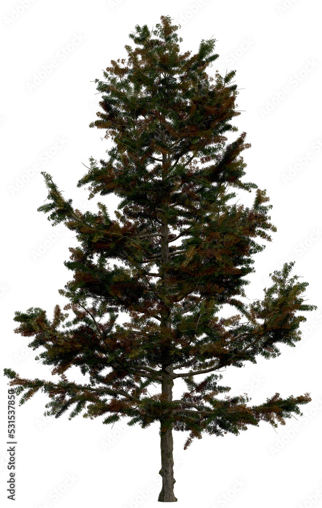 3d rendering of Larix Decidua PNG vegetation tree for compositing or architectural use. No Backround. 3d rendering of Larix Decidua PNG vegetation tree for compositing or architectural use. No Backround.