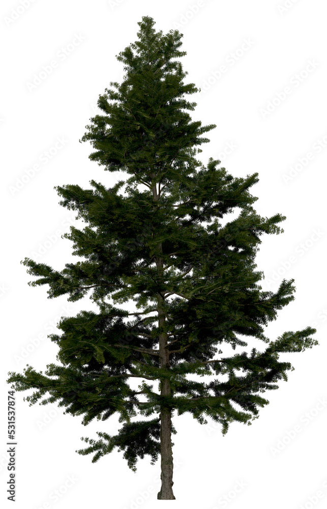 3d rendering of Larix Decidua PNG vegetation tree for compositing or architectural use. No Backround. 3d rendering of Larix Decidua PNG vegetation tree for compositing or architectural use. No Backround.