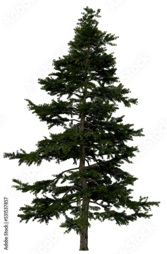 3d rendering of Larix Decidua PNG vegetation tree for compositing or architectural use. No Backround. 