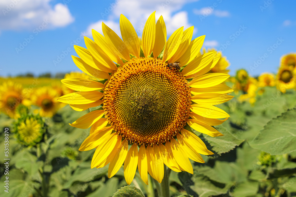 Closeup of the blooming common sunflower with the cute little bee on it on the agricultural field Closeup of the blooming common sunflower with the cute little bee on it on the agricultural field