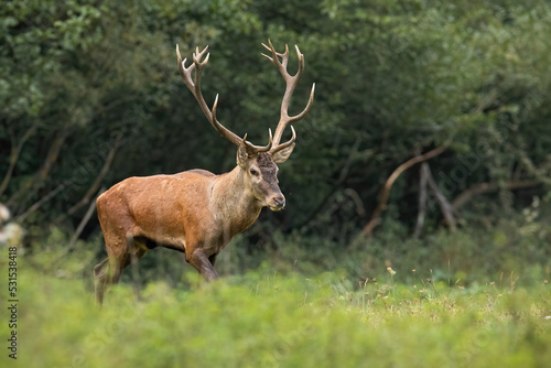 Majestic red deer, cervus elaphus, stag walking on a glade in riparian forest with green trees in background. Proud mammal with large antlers approaching from side view. Animal wildlife in nature.