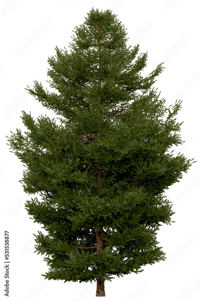 3d rendering of Picea Rubens PNG vegetation tree for compositing or ...