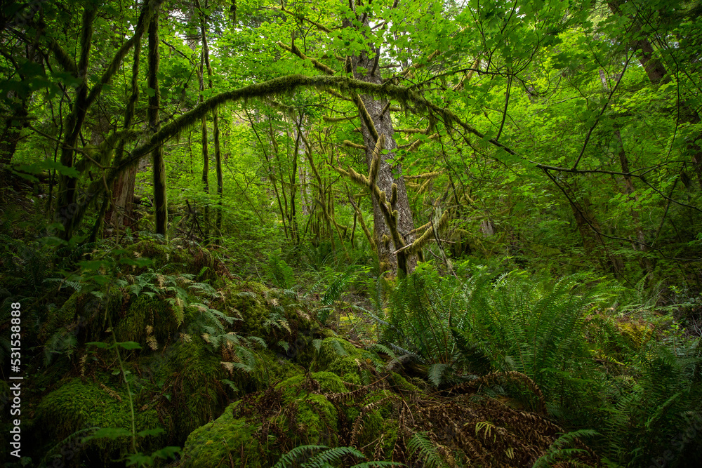 Beautiful, Green, lush wooded forest in the Pacific Northwest USA. Healthy rain forest with lots of foliage and ferns. Naturally beautiful backgroun.