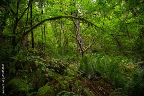 Beautiful, Green, lush wooded forest in the Pacific Northwest USA. Healthy rain forest with lots of foliage and ferns. Naturally beautiful backgroun.