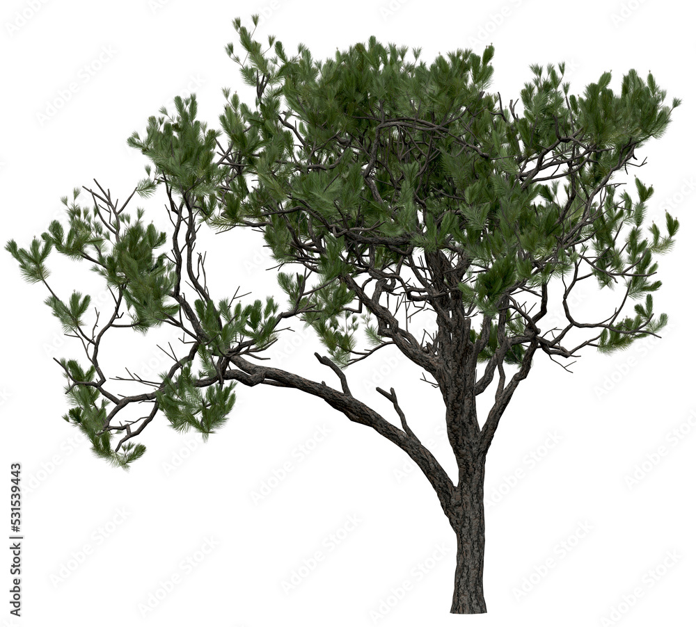 3d rendering of  Pinus Picea PNG vegetation tree for compositing or architectural use. No Backround. 