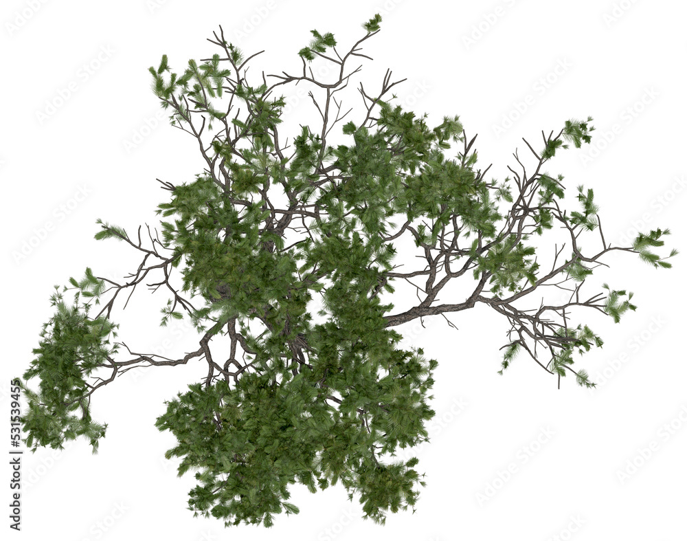 Obraz premium 3d rendering of Pinus Picea PNG vegetation tree for compositing or architectural use. No Backround. 