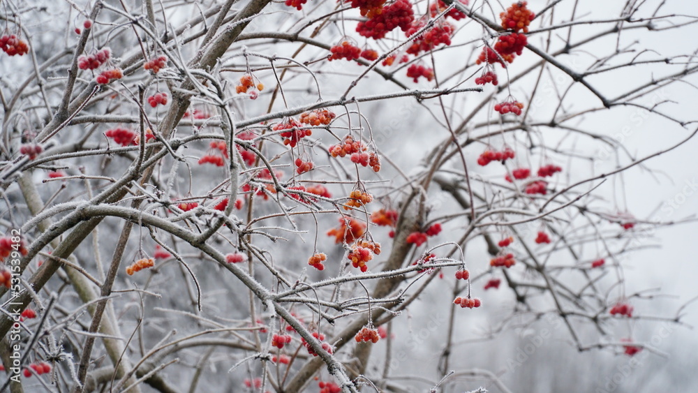 Frosty berries in the garden. The icy hoarfrost covered the bushes, herbs, and berries. Rosehip. Rowan. Mistletoe. Winter weather. Picturesque winter view with frosty leaves. Christmas background. Frosty berries in the garden. The icy hoarfrost covered the bushes, herbs, and berries. Rosehip. Rowan. Mistletoe. Winter weather. Picturesque winter view with frosty leaves. Christmas background.