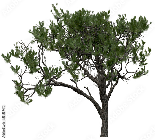 3d rendering of Pinus Picea PNG vegetation tree for compositing or architectural use. No Backround. 