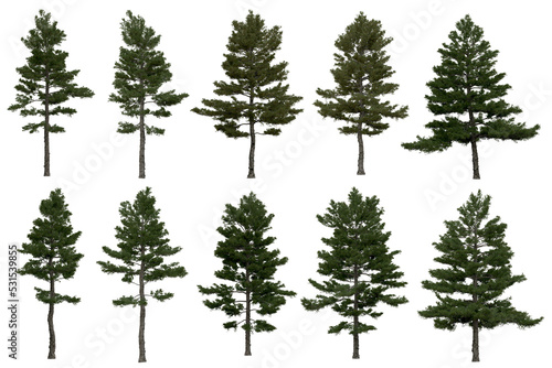 3d rendering of  Pinus Strobus PNG vegetation tree for compositing or architectural use. No Backround.  photo