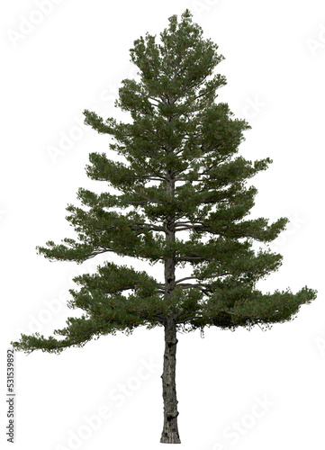 3d rendering of  Pinus Strobus PNG vegetation tree for compositing or architectural use. No Backround. 