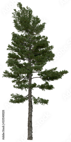 3d rendering of  Pinus Strobus PNG vegetation tree for compositing or architectural use. No Backround. 