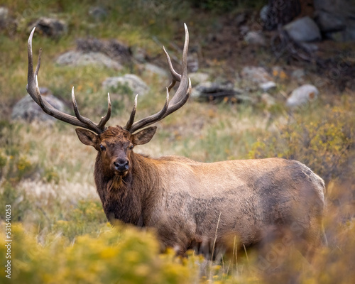 Bull Rocky Mountain elk  cervus canadensis  standing broadside while observing his harem during the fall elk rut at Rocky Mountain National Park Colorado  USA 