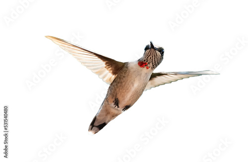 Isolated juvenile male ruby throated hummingbird photo