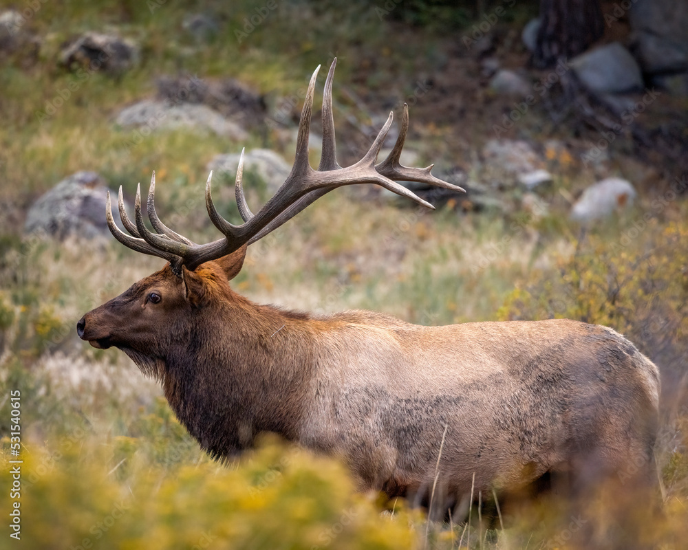 Bull Rocky Mountain elk (cervus canadensis) standing broadside while ...