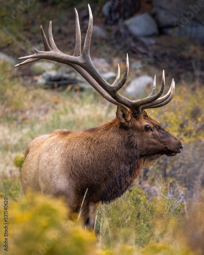 Bull Rocky Mountain elk (cervus canadensis) standing facing head on while observing his harem during the fall rut at Rocky Mountain National Park Colorado, USA  © Michael