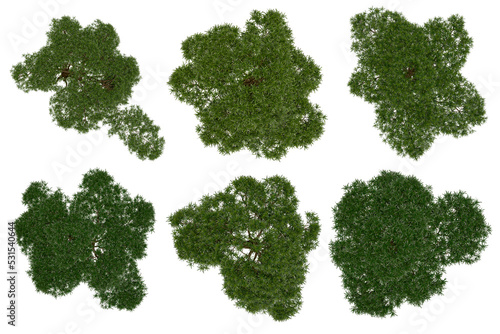 3d rendering of  Podocarpus Macrophyllus PNG vegetation tree for compositing or architectural use. No Backround.  photo