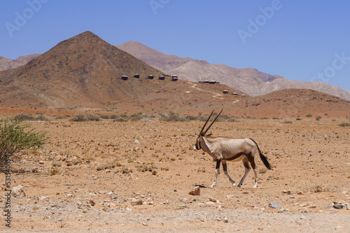 antelope in the desert of sossusvlei in Namibia