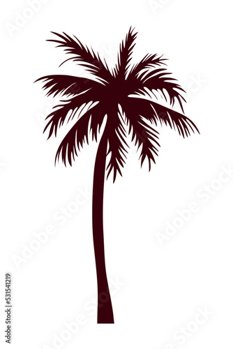 tree palm silhouette photo