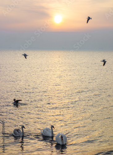bird back home in sunset on horizental of sea side. Beauty in nature concept