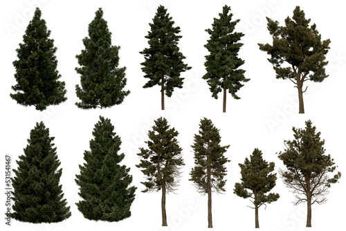 3d rendering of Sciadopitys Verticillata PNG vegetation tree for compositing or architectural use. No Backround. 
