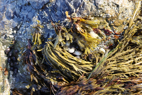 seaweed on rocks 