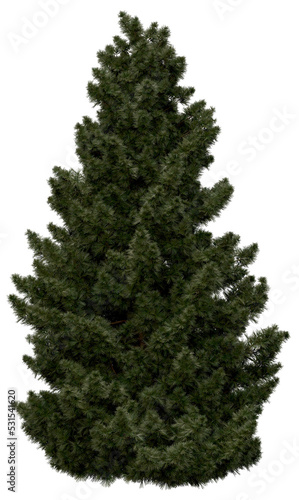 3d rendering of Sciadopitys Verticillata PNG vegetation tree for compositing or architectural use. No Backround. 