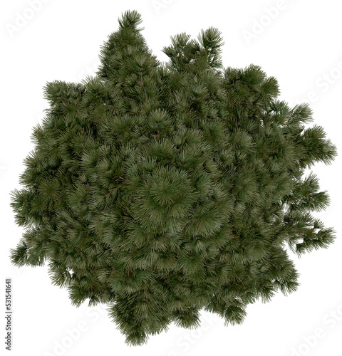 3d rendering of  Sciadopitys Verticillata PNG vegetation tree for compositing or architectural use. No Backround.  photo