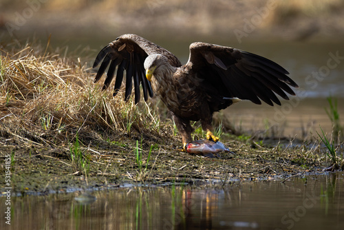 white-tailed eagle, haliaeetus albicilla, dragging a fish out of water after successful hunt in autumn nature. Large bird predator catching its prey on riverbank. Animal wildlife in wetland.