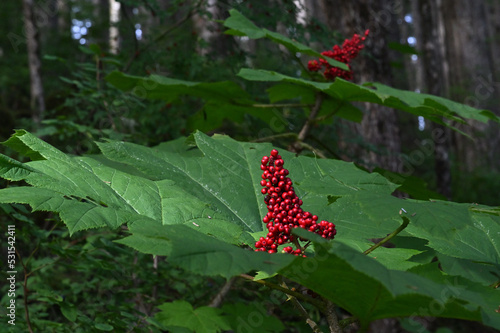 Inedible Devils Club berries Alaska.